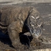 dragon_komodo_hsb_rinca_v_2360_kom4729.jpg